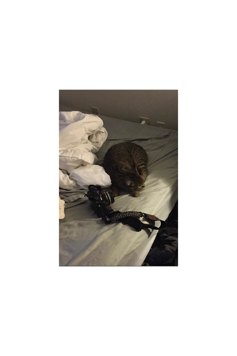 Cat curled up on a bed next to white sheets and a black camera tripod
