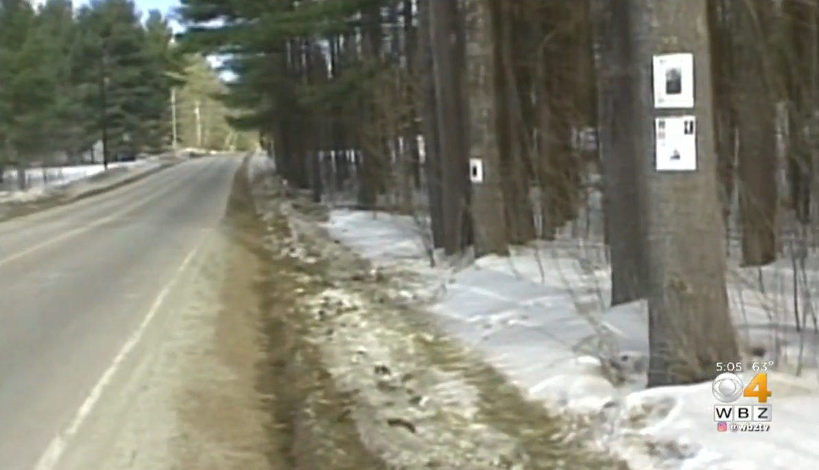 Roadside with snowy and muddy ground, lined with trees displaying directional signs