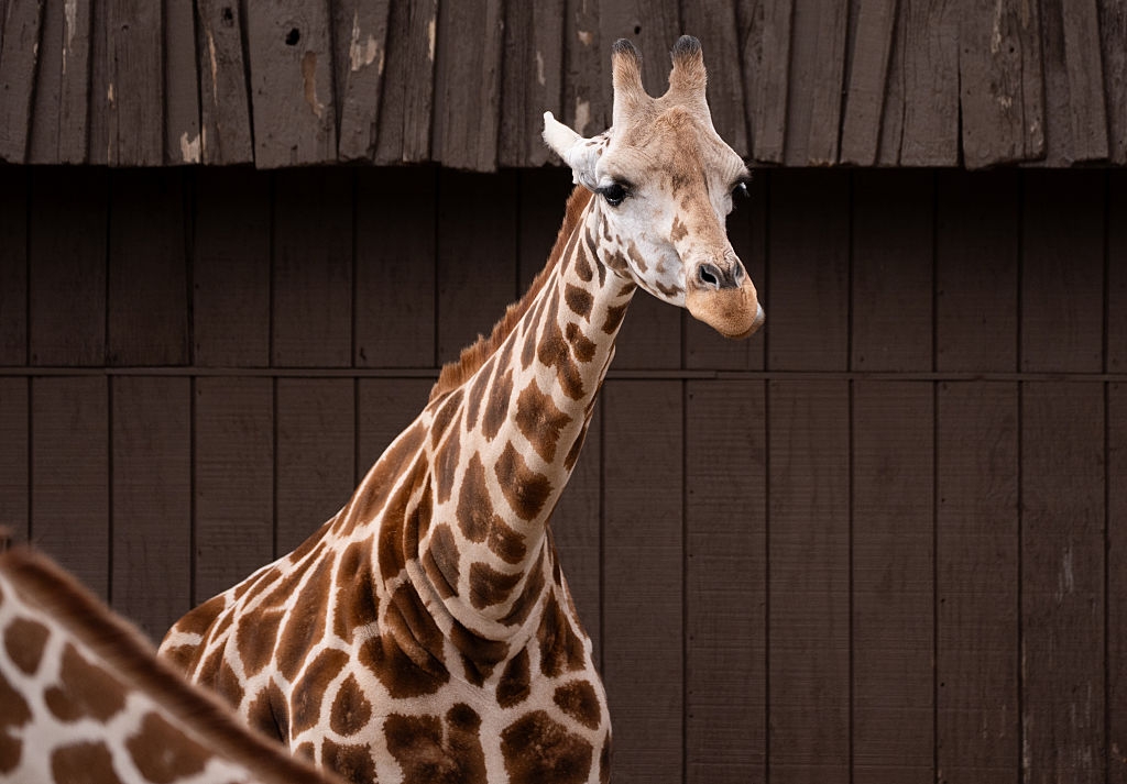 Giraffe standing in front of a wooden fence, looking to the right