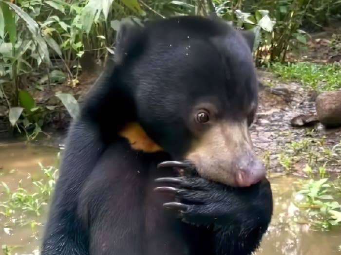 bsbcc japanの公式Instagramより