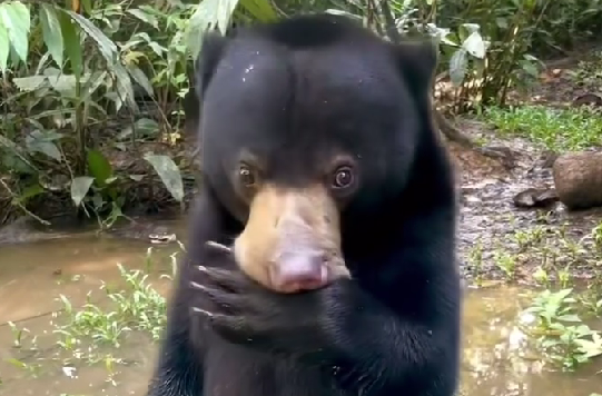 bsbcc japanの公式Instagramより