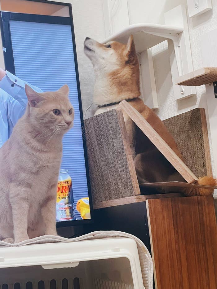 猫ハウスを破壊してしまったおかか君と、横にいるきんぴら君 / 飼い主さん(@okaka_0516)のXより