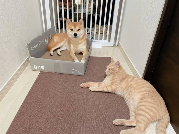 猫用の爪とぎに乗ってしまうおかか君 / 飼い主さん(@okaka_0516)のXより