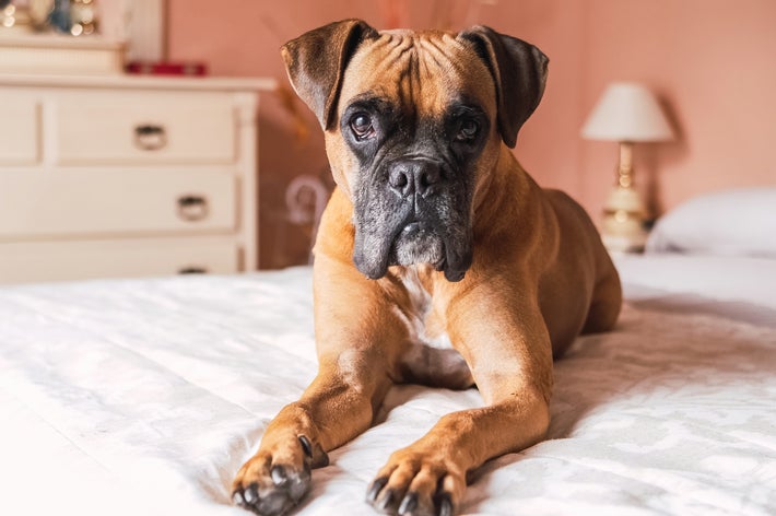 ベッドに横たわるボクサー犬。リラックスした様子でカメラを見つめている。