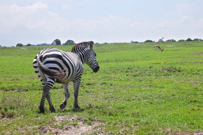 シマウマが草原を歩いており、遠くに動物が見えます。青空に広がる開放的な風景です。