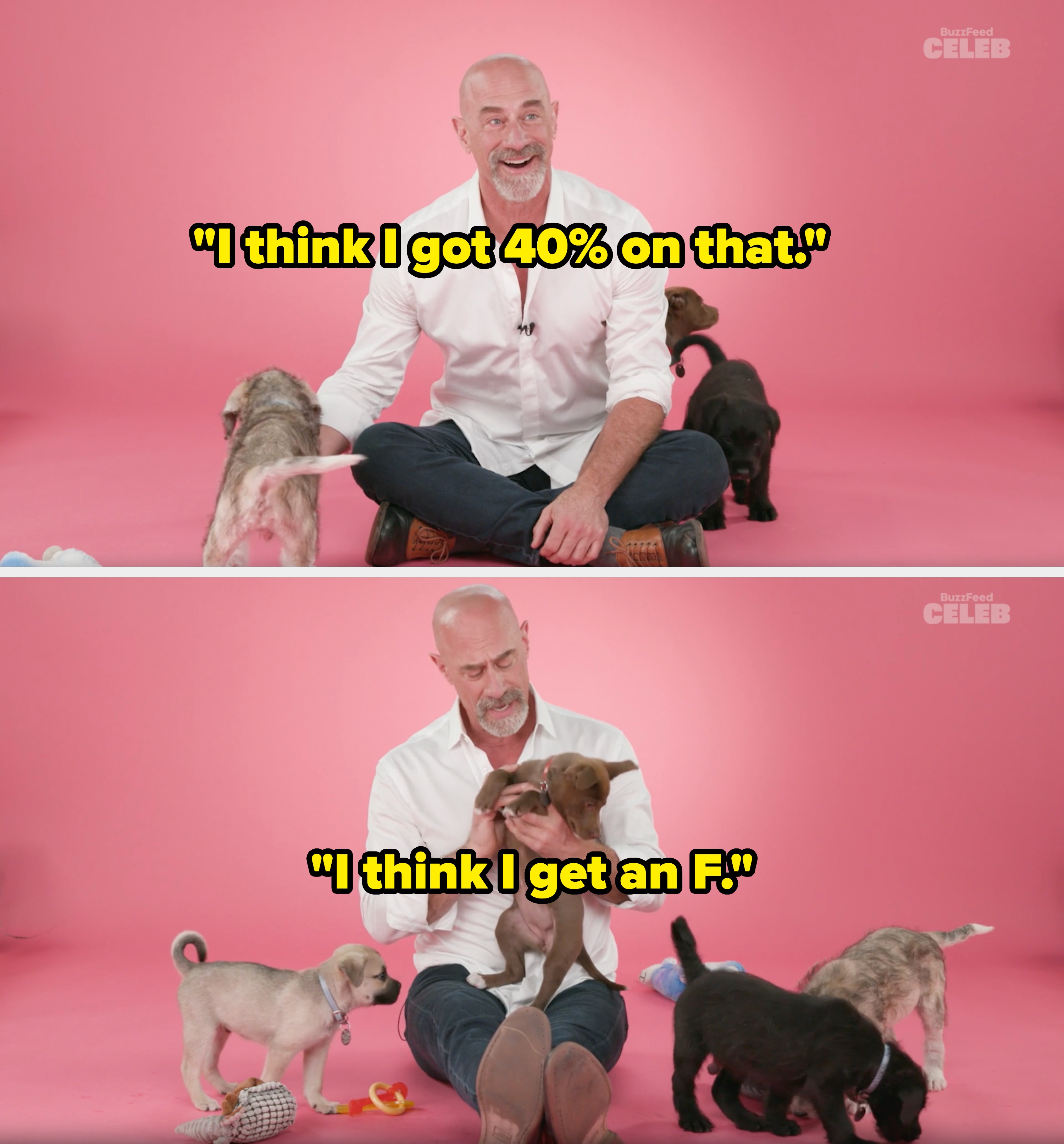 Chris sits cross-legged on a pink background, smiling and playing with puppies