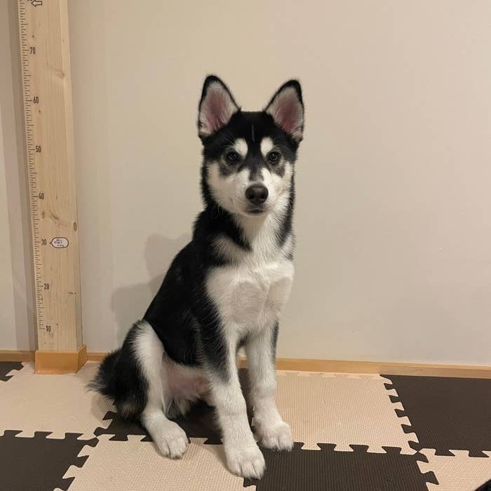 おとびさん（@husky_Oto）のXより