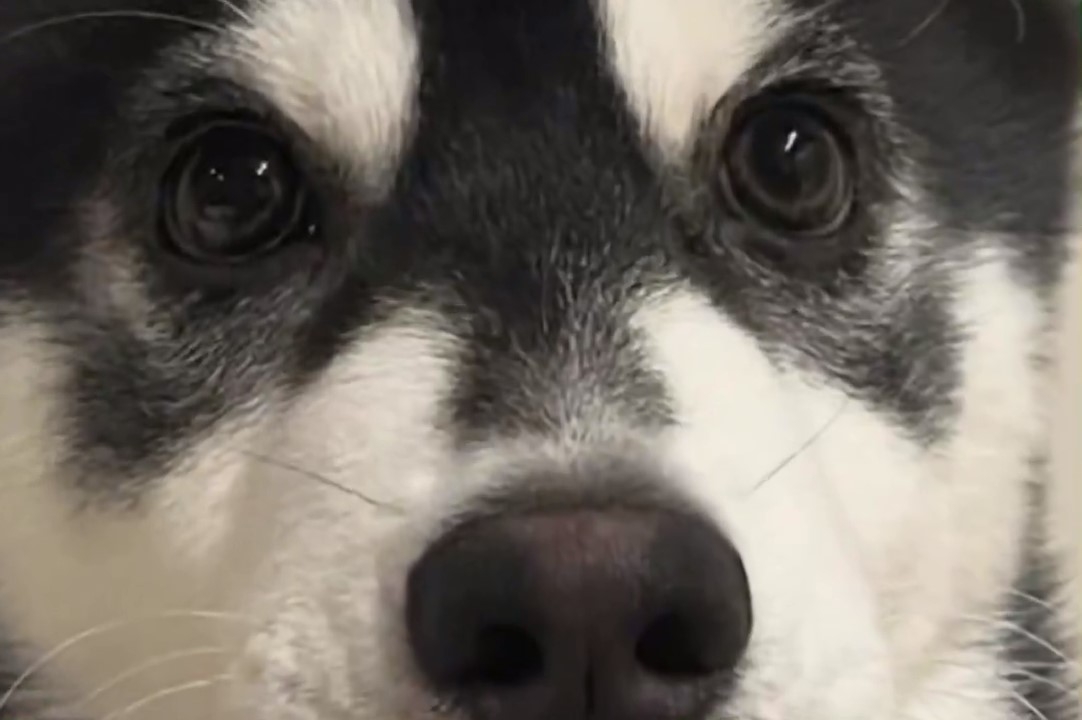 おとびさん（@husky_Oto）のXより