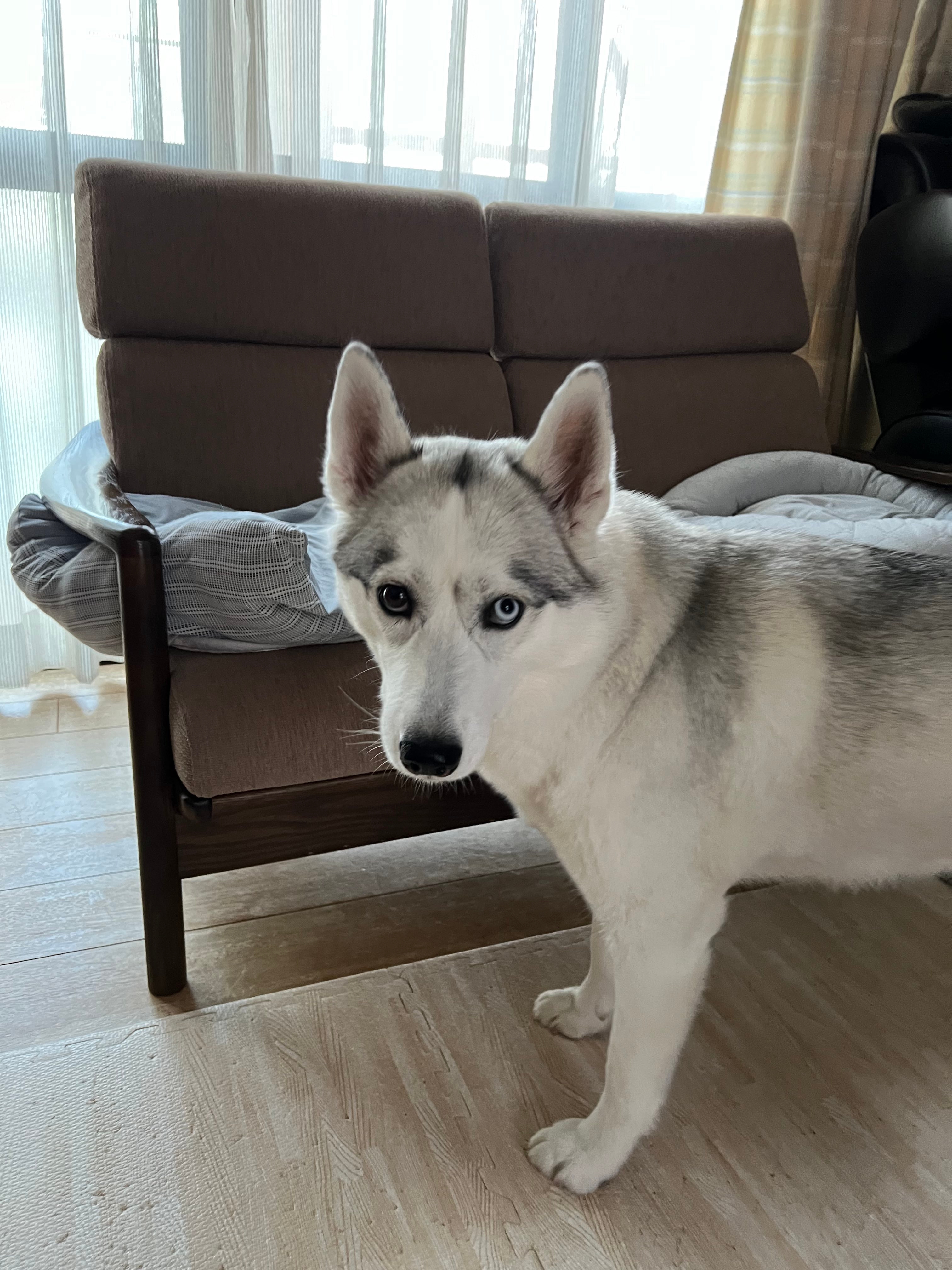 こたつに入っていないハスキー / 飼い主さん(@miyamafukayama)のXより
