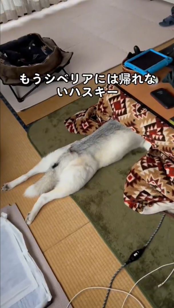 もうシベリアには帰れないハスキー / 飼い主さん(@miyamafukayama)のXより