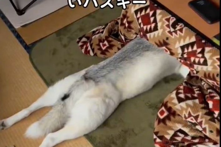 もうシベリアには帰れないハスキー / 飼い主さん（@miyamafukayama）のXより