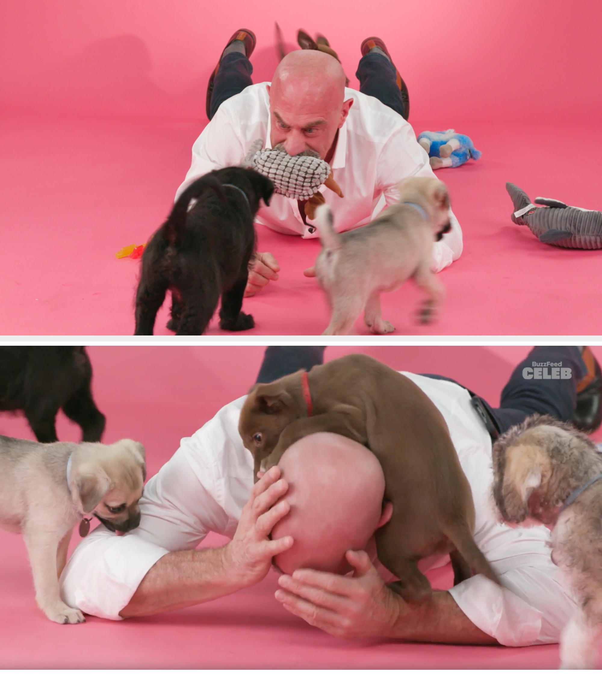 Chris Meloni playfully engages with puppies on the floor, biting a toy in a studio setting