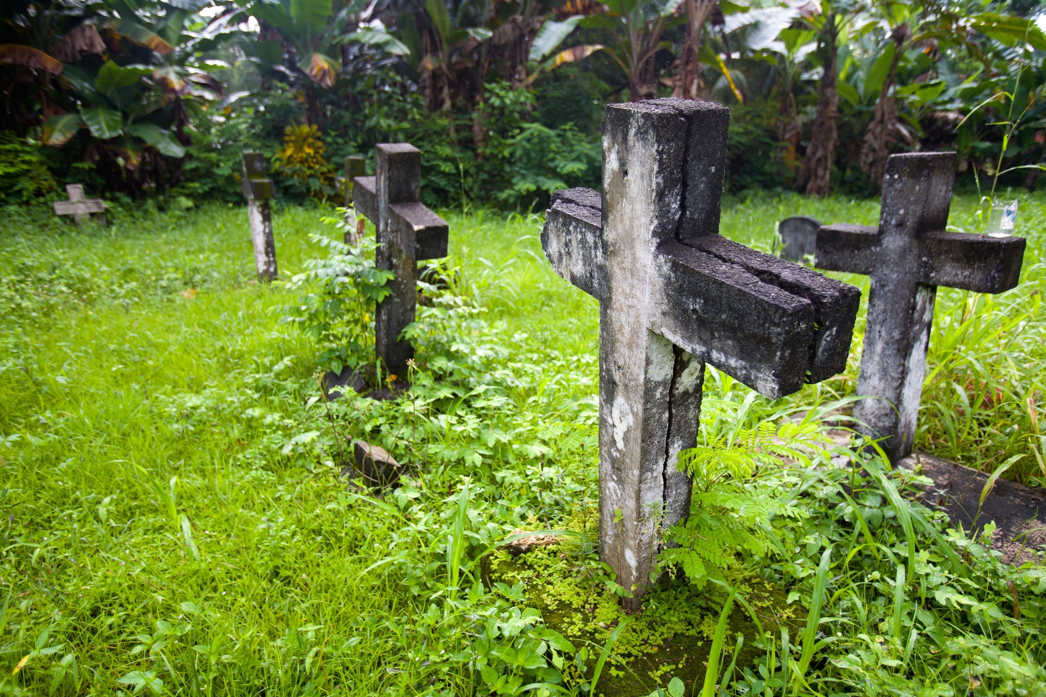 Old stone crosses stand in an overgrown grassy cemetery, surrounded by dense foliage