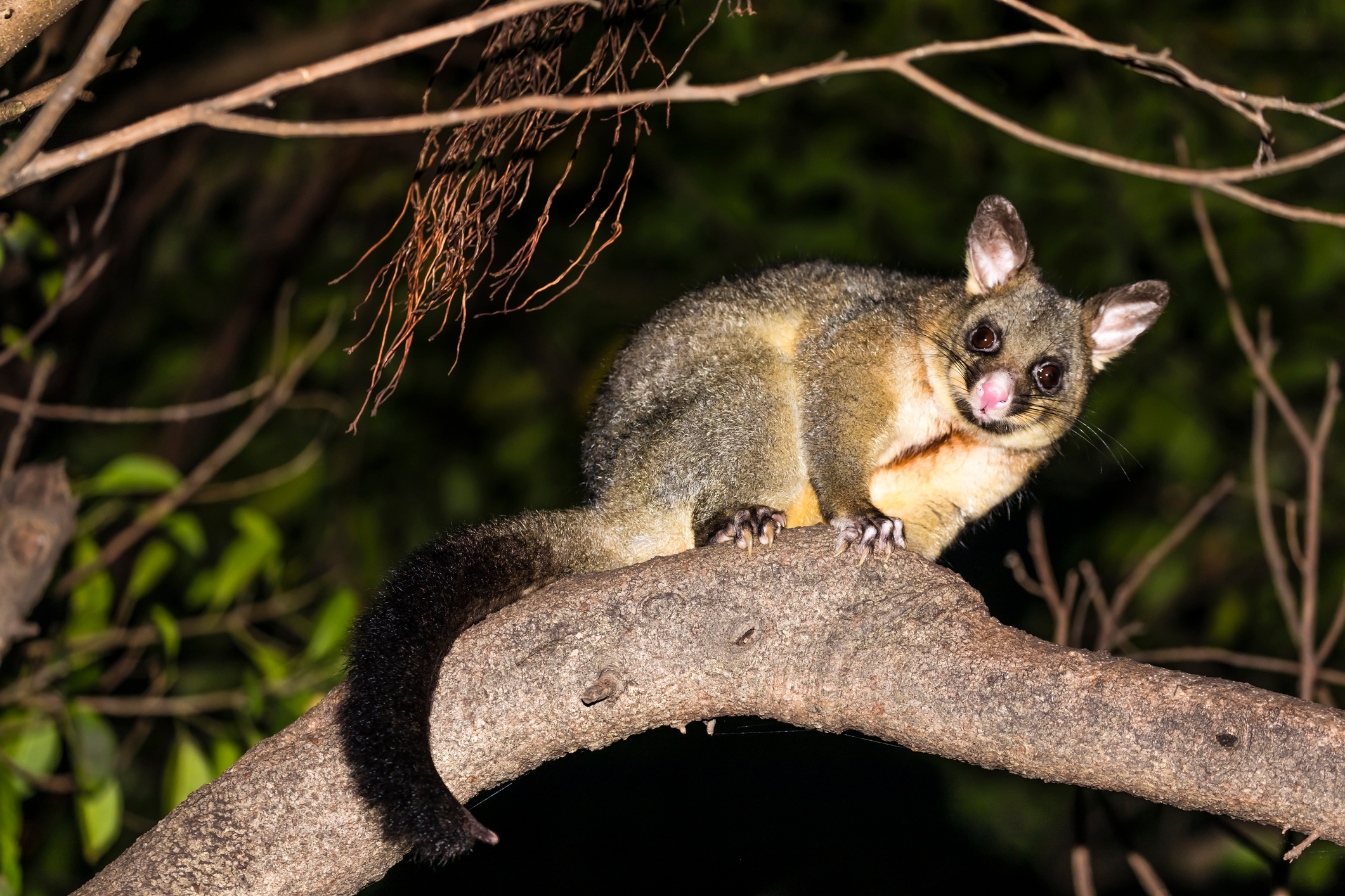 A possum sits on a tree branch at night, alert and looking towards the camera. Leaves surround the scene