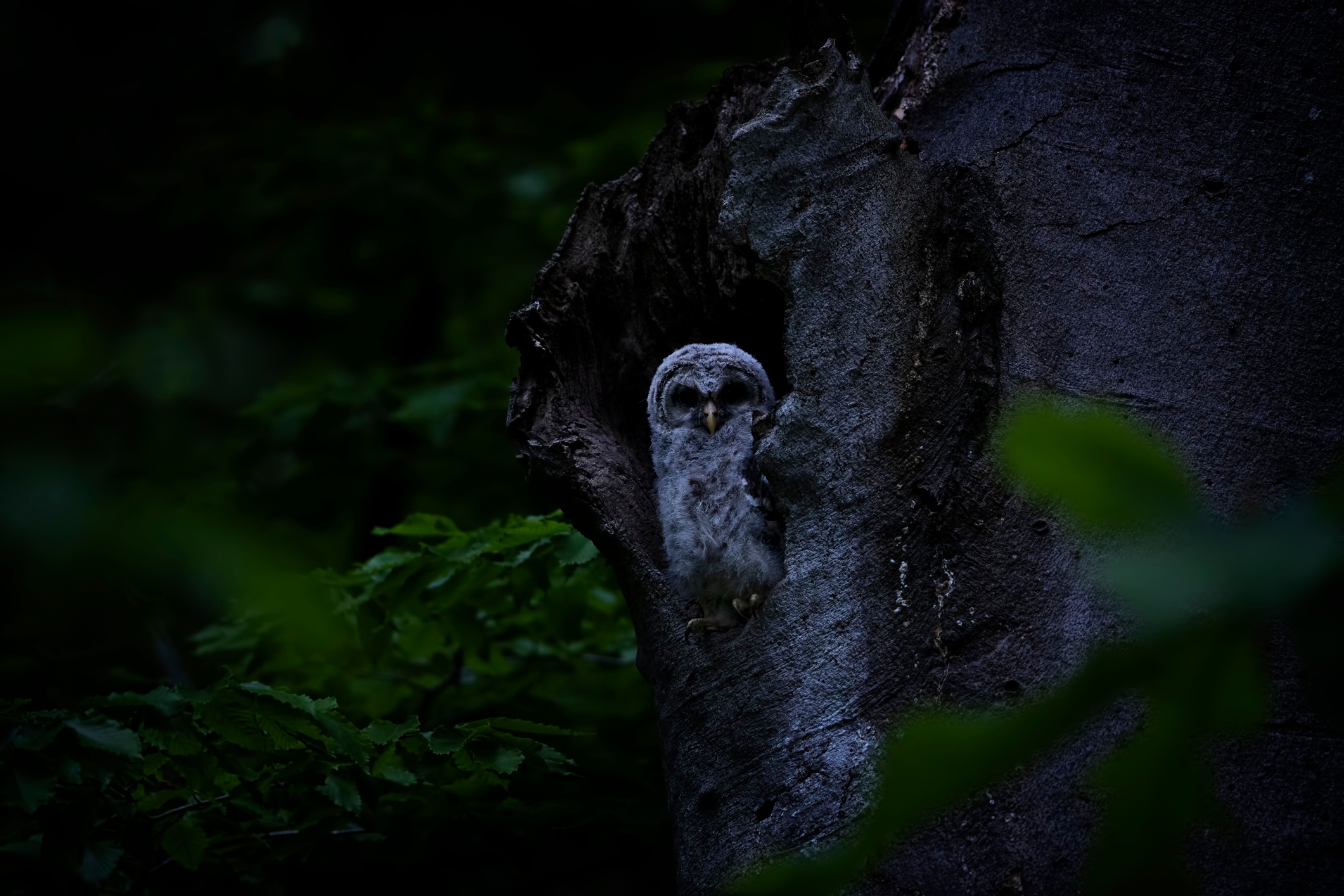 Young owl peeks out from a tree hollow in a dark forest setting, surrounded by leaves