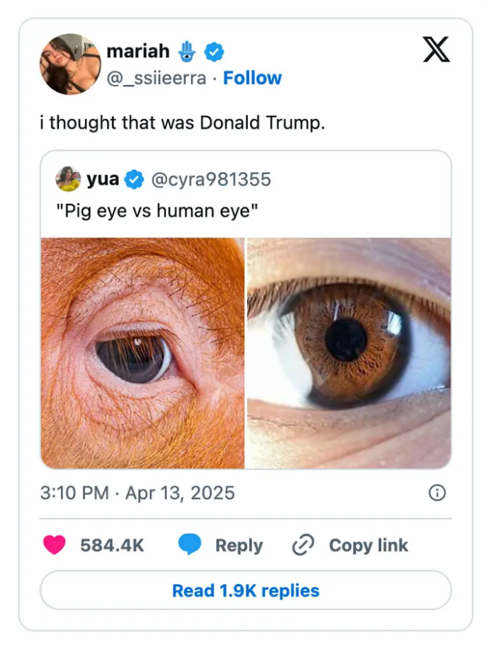 Screenshot of a tweet comparing pig and human eyes with a comment humorously mistaking the pig eye for Donald Trump