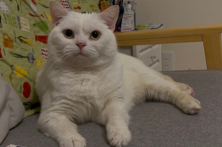 カメラにキリっとした表情を向けるしらたまくん/月としらたまさんのXアカウント(@wataneko_tsuki)より