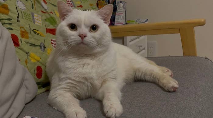 カメラにキリっとした表情を向けるしらたまくん/月としらたまさんのXアカウント(@wataneko_tsuki)より