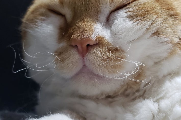 寝ているもやしくん / ラムキンのもやし君さんのXより