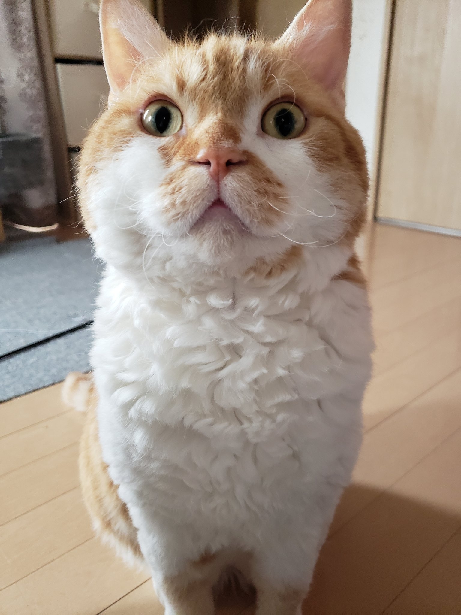 飼い主さんを起こしに来たもやしくん / ラムキンのもやし君さんのXより