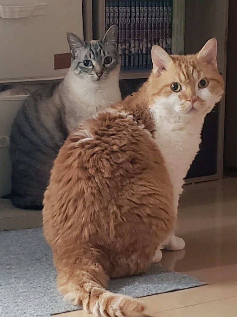 もやしくんとミルちゃん / ラムキンのもやし君さんのXより