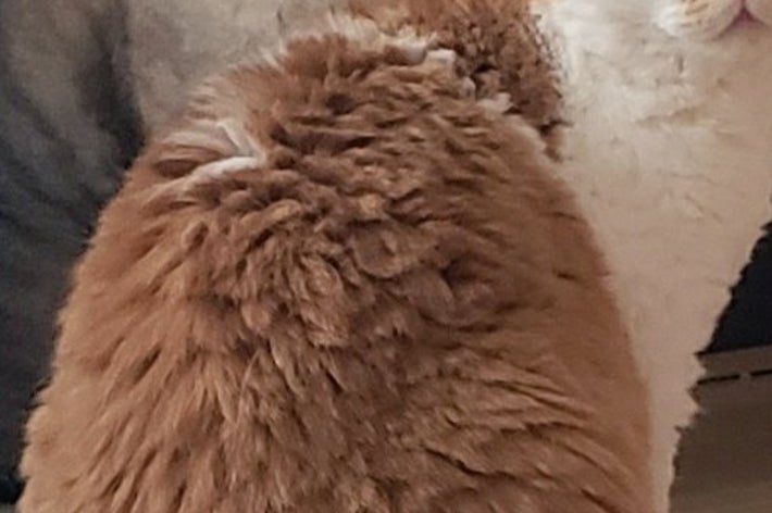 もやしくんとミルちゃん / ラムキンのもやし君さんのXより