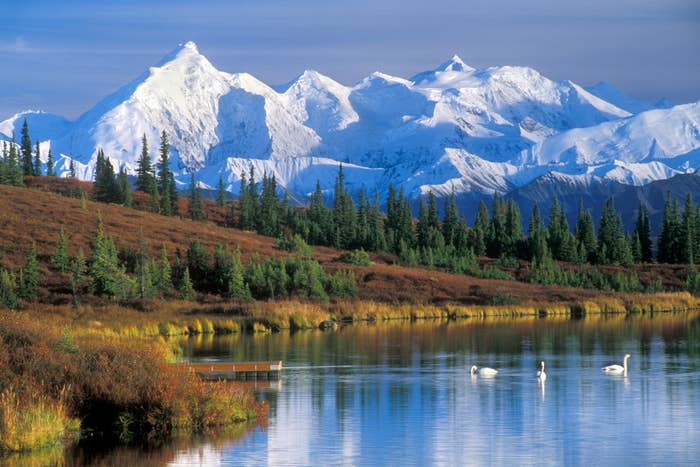 Snow-capped mountains reflect in a lake surrounded by trees. Swans swim in the foreground, creating a serene natural landscape