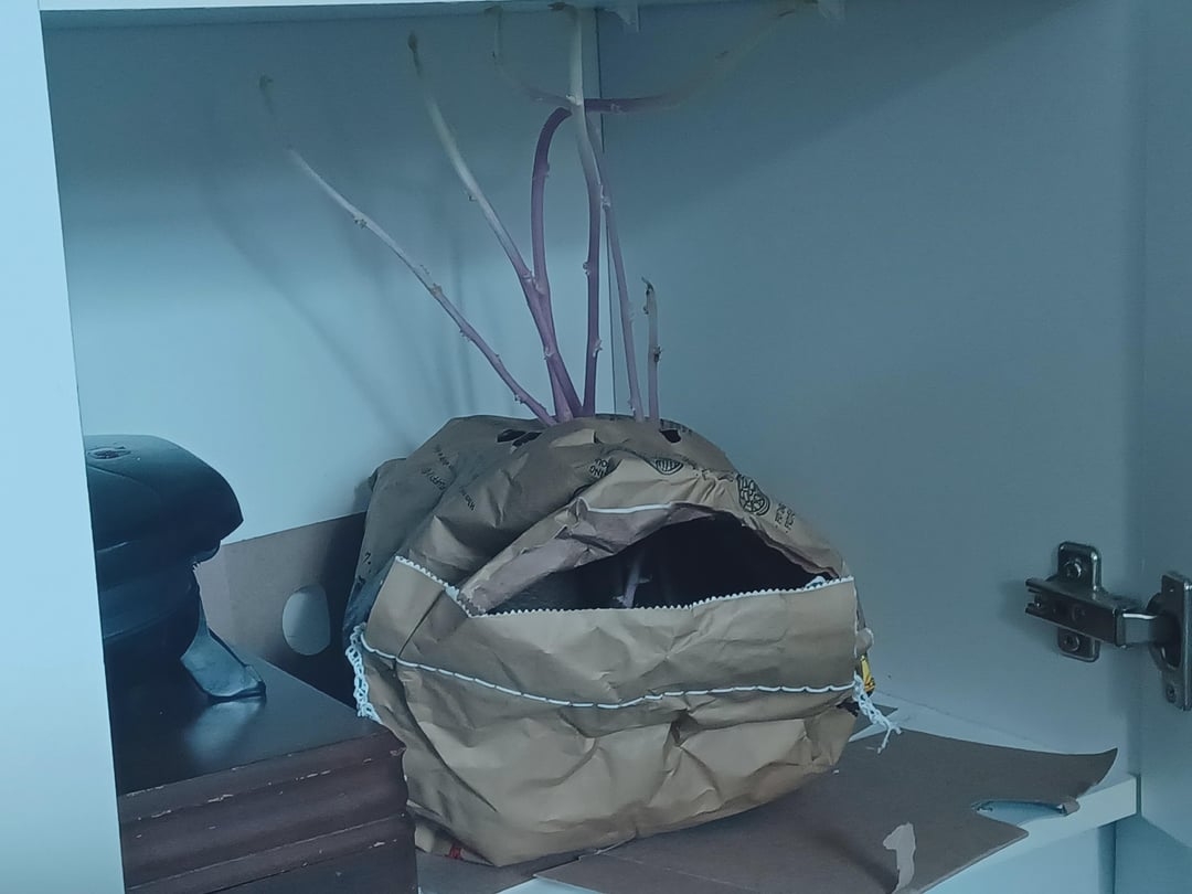 Sprouting potatoes in a crumpled paper bag on a shelf, with long shoots emerging from the top