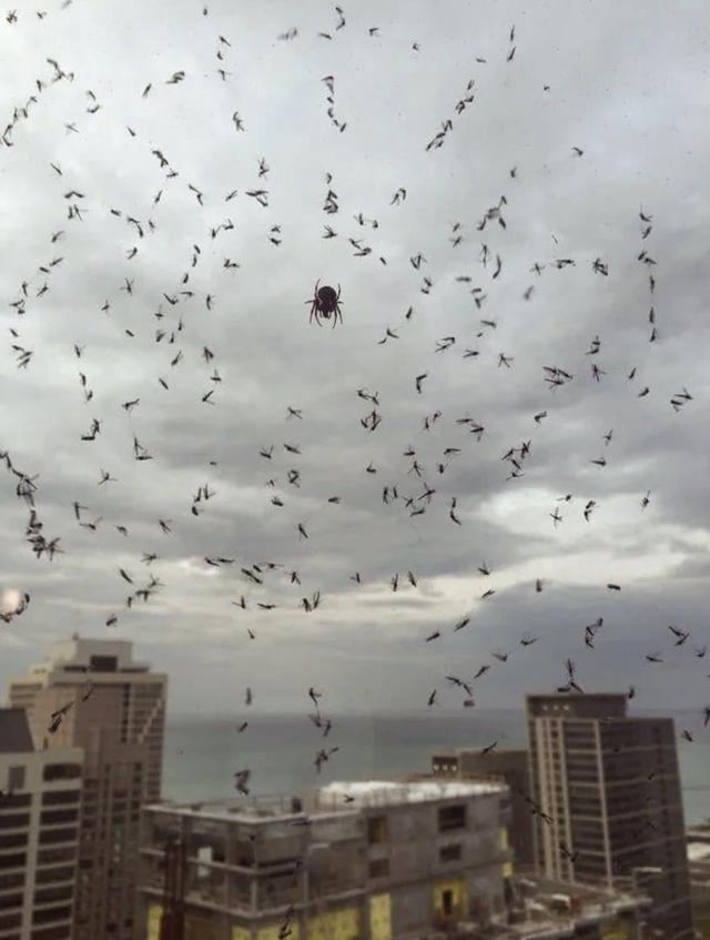 A spider on a web against a cityscape, with numerous small flies caught in the web. The background shows cloudy skies and tall buildings