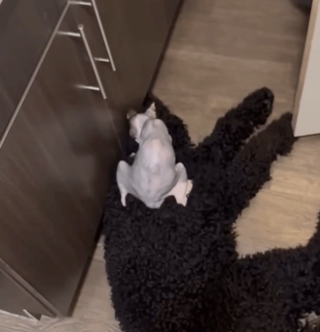 A small hairless cat sits on a large black poodle lying on the floor in a kitchen