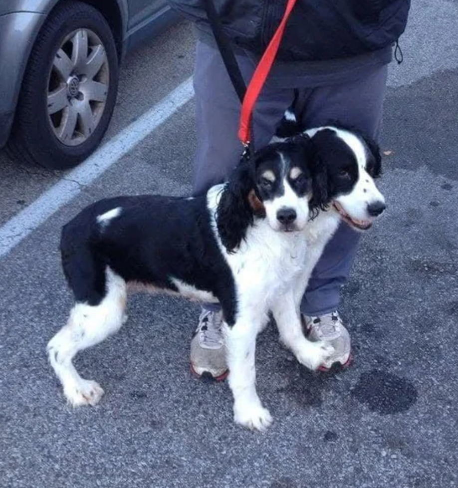 Two dogs on leashes appear to have merged due to their positions, creating an amusing optical illusion
