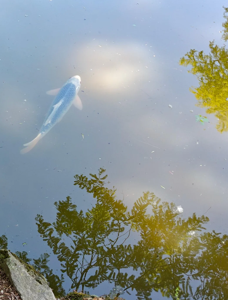 A koi fish swims beneath calm pond water, with reflections of trees gently visible on the surface