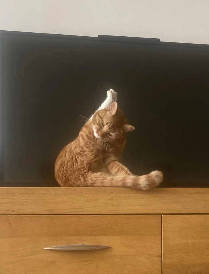 Cat sitting in front of a TV with one leg stretched upwards, looking at the camera with a relaxed pose
