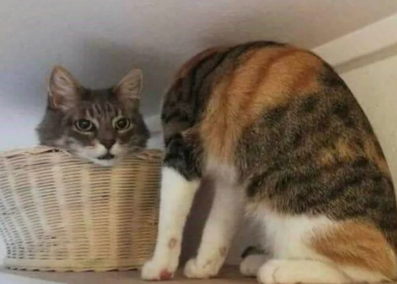 Cat humorously half inside a basket, with only its head visible, while another cat faces away nearby