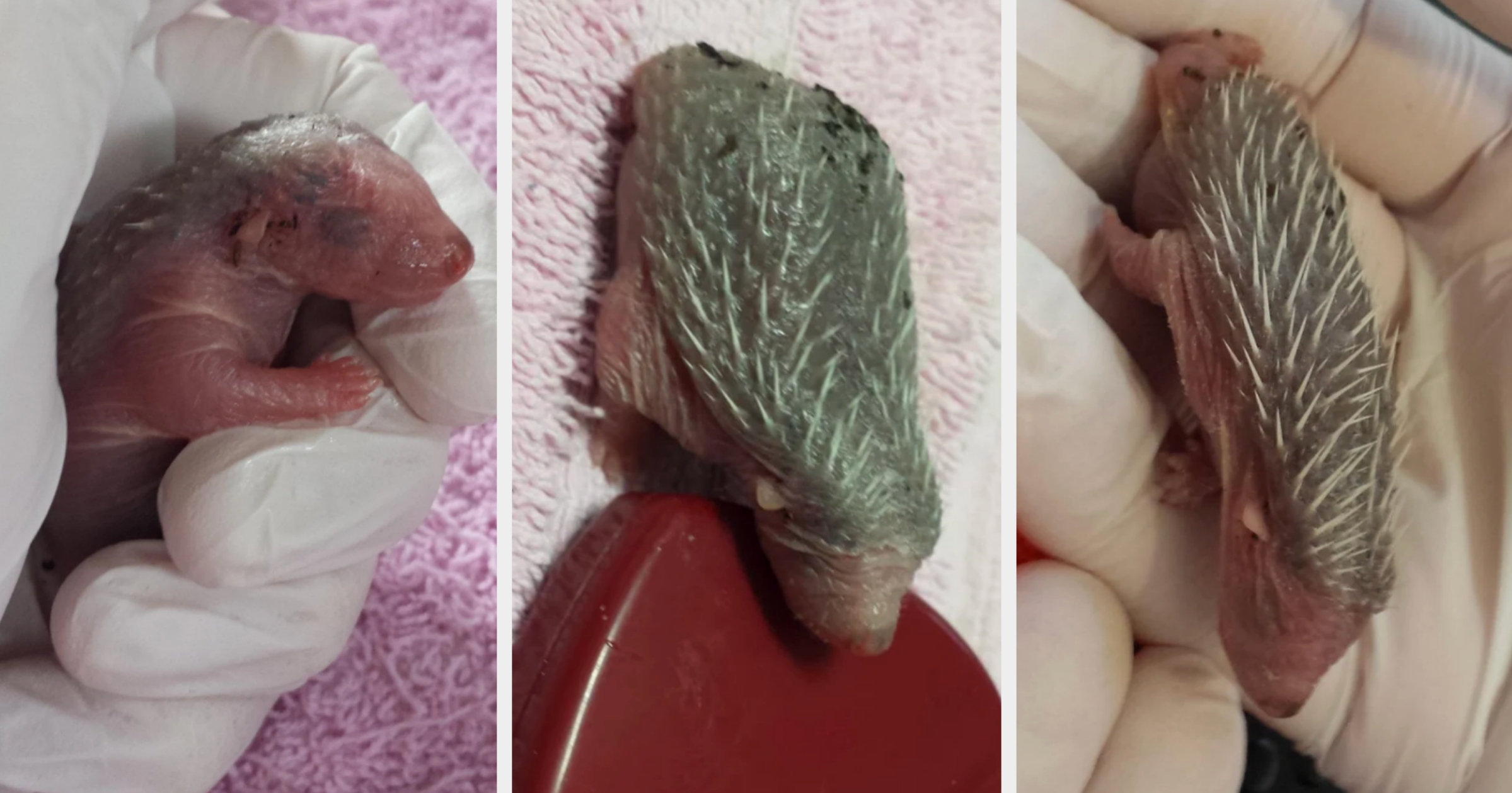Three close-up images of a baby porcupine, held gently in gloved hands, showing the progression of small quills