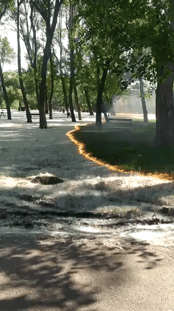 Fire burns a line through a park, leaving the grass untouched but burning off a white fluffy cast that lays over the grass