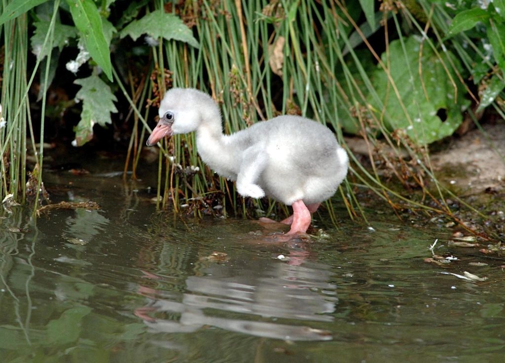 A fluffy baby flamingo wades in shallow water near tall grass, exploring its surroundings