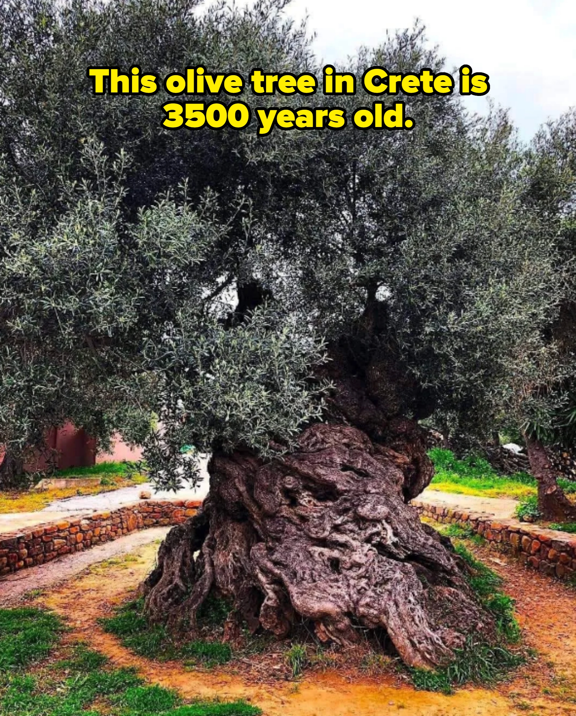 Ancient olive tree with a thick, twisted trunk and lush foliage, surrounded by a stone pathway in a garden setting. Caption: "This olive tree in Crete is 3500 years old"