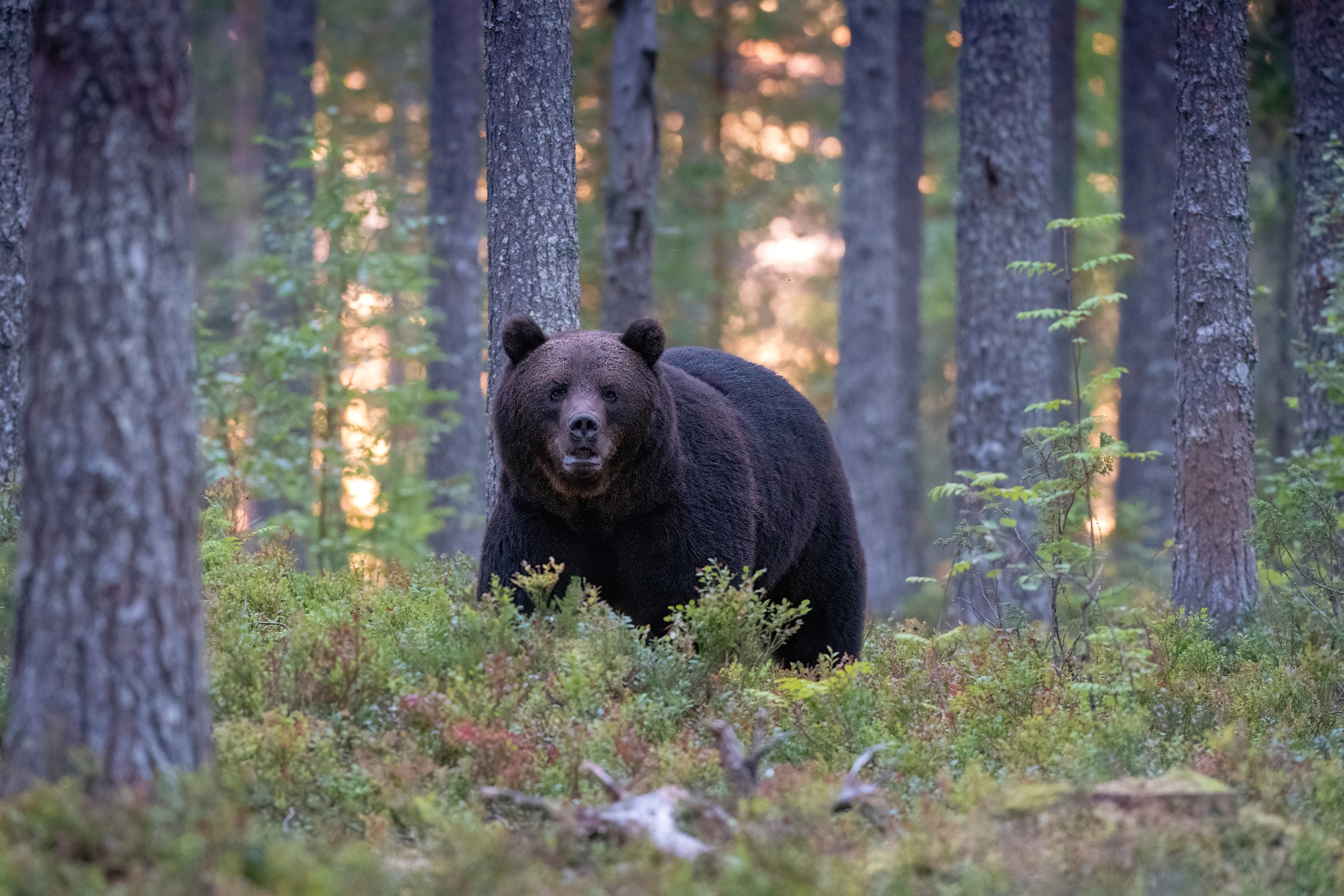 Wild bear standing in a forest, surrounded by trees and bushes. The bear is alert and looking forward
