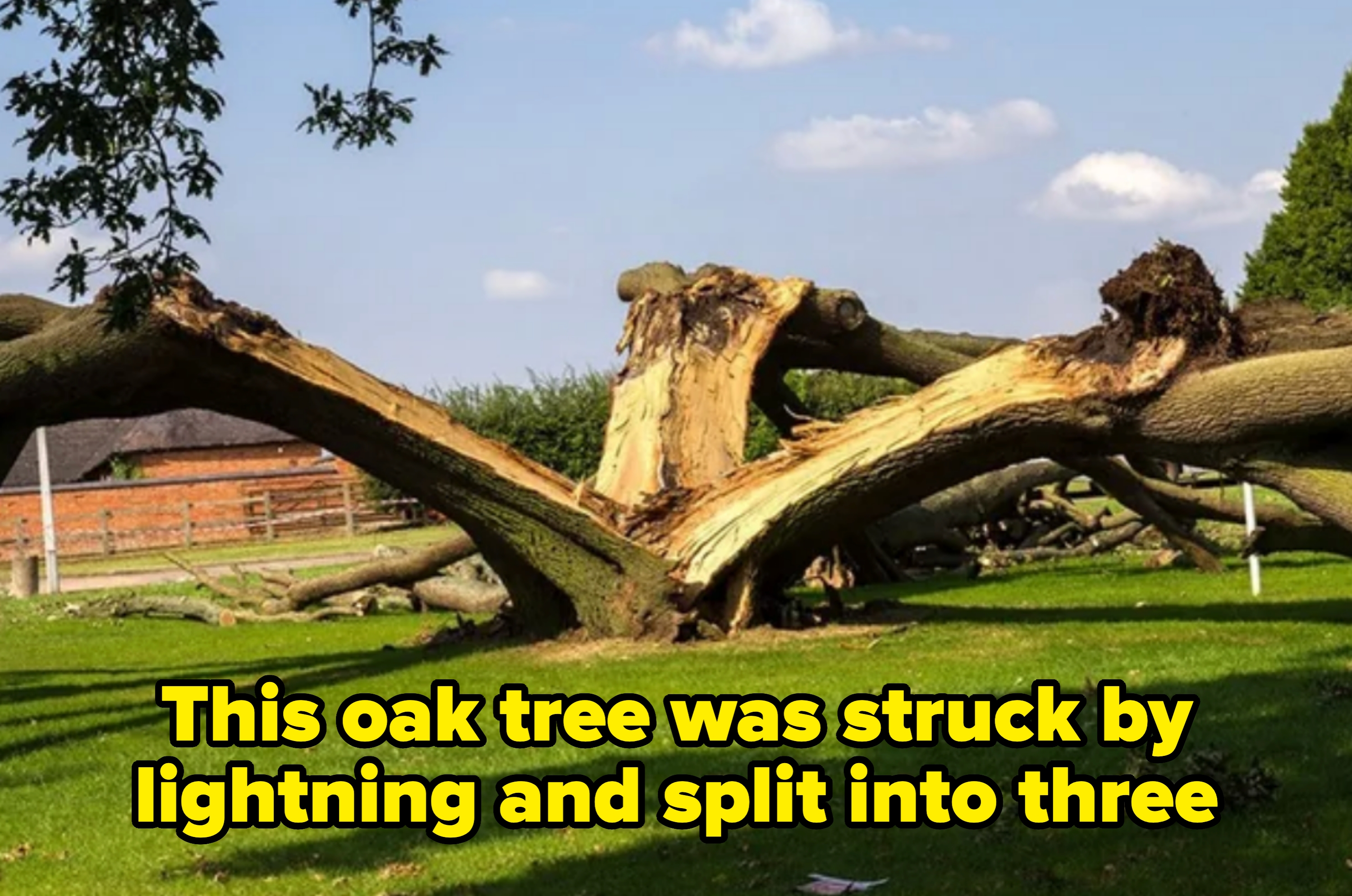Splintered tree with large broken limbs lies on grass. Caption: "This oak tree was struck by lightning and split into three"