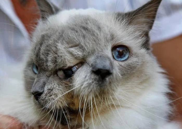 Cat with two faces, each with distinct facial features, calmly resting