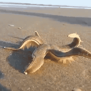 Starfish moves across wet sand near the ocean, flexing its arms with gentle motion