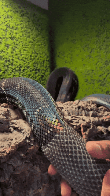 snake shedding its skin to reveal new, shinier skin underneath