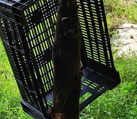 竹林の中にプラスチックの黒いカゴが斜めに木に設置されている。背景は緑豊かな自然の景色。