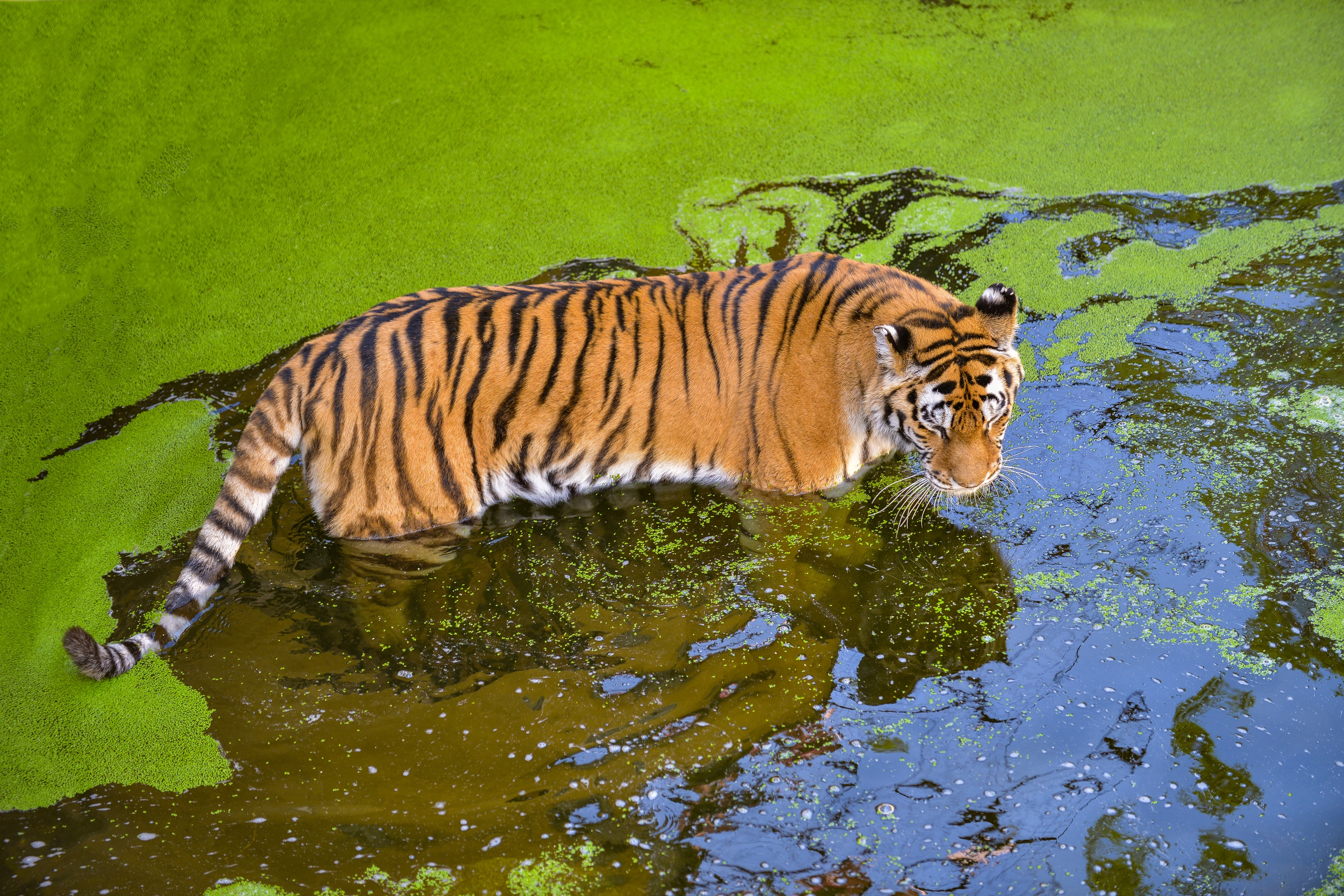 A tiger wades through water covered with green vegetation, creating a striking contrast with its striped body
