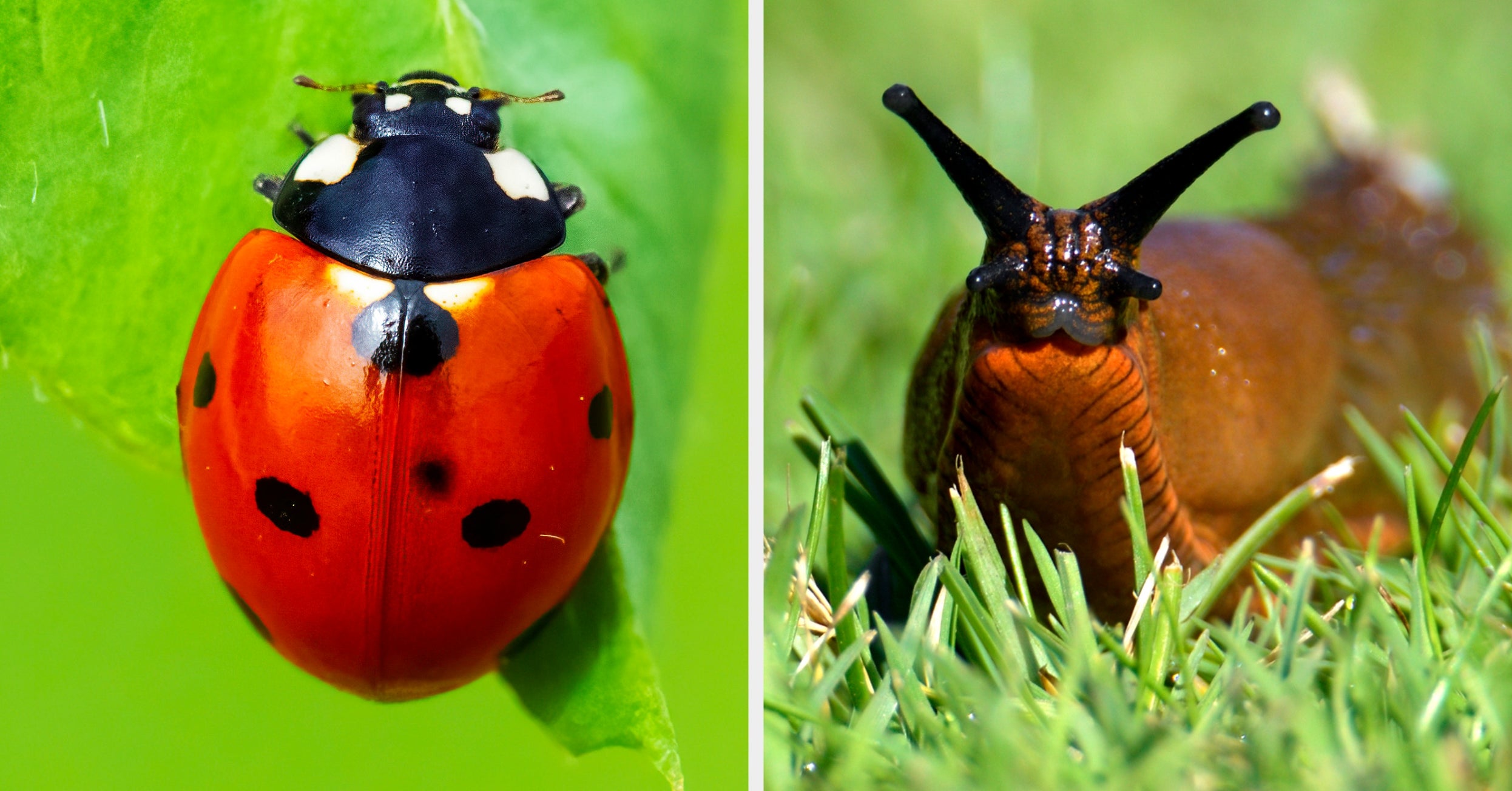 It's Really Sad, But 68% Of People Can't Identify These 11 Bugs — Can You?