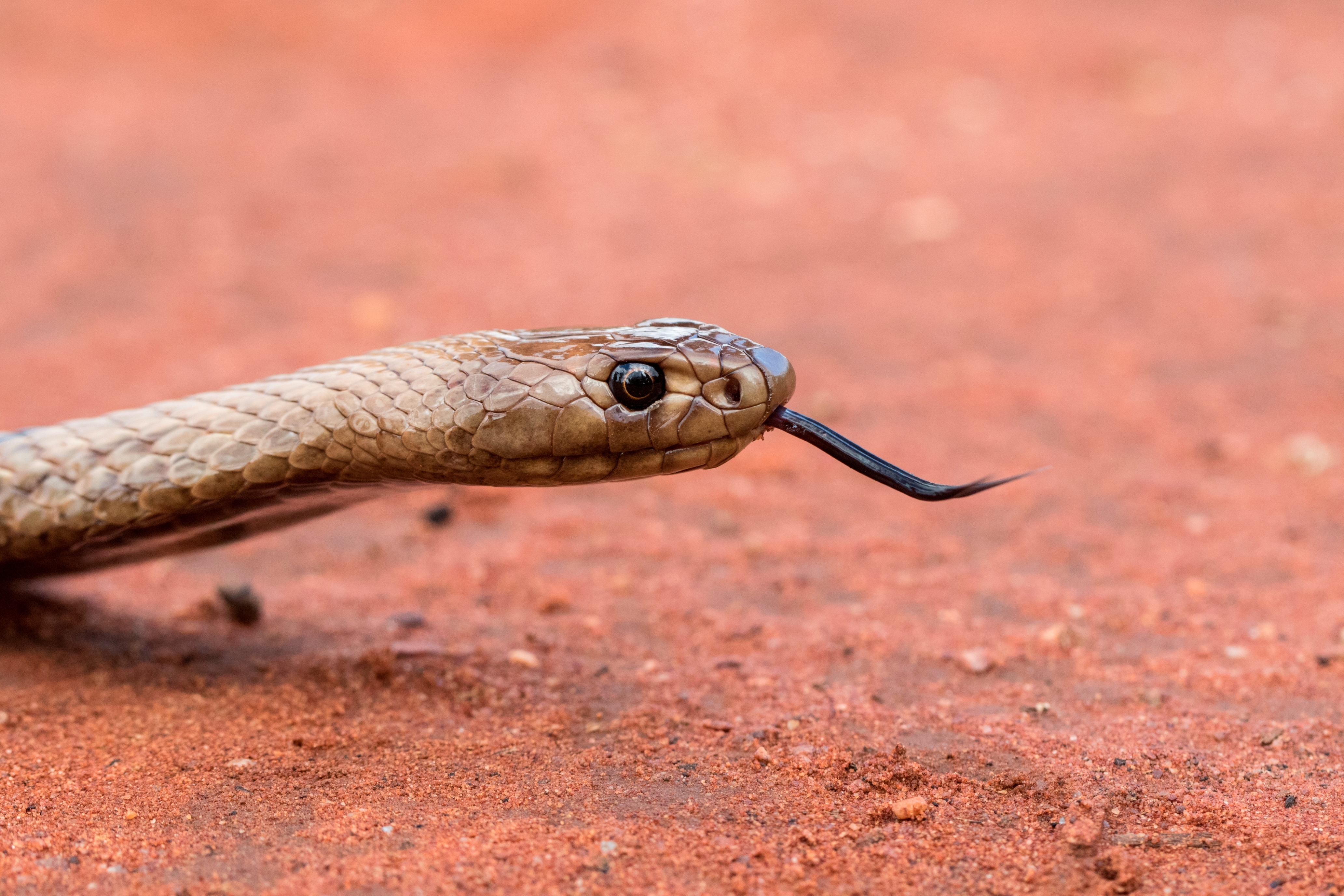 A snake with a forked tongue flicking out on a textured surface, focused close-up on its head and eye