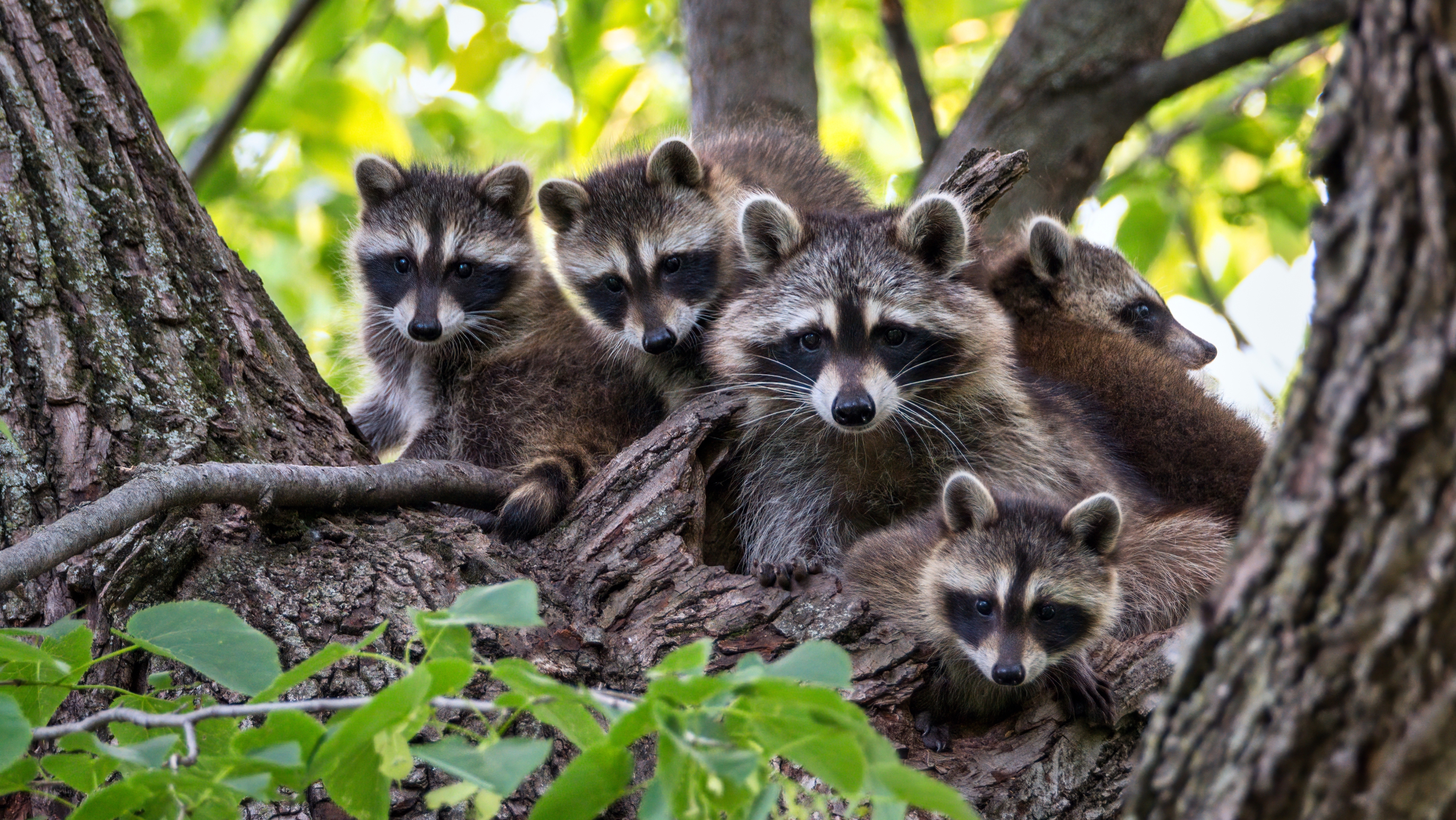 A group of five raccoons sits closely together on a tree branch, surrounded by leaves and branches