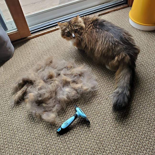 Fluffy cat sitting on carpet subsequent to a pile of fur and a grooming plan