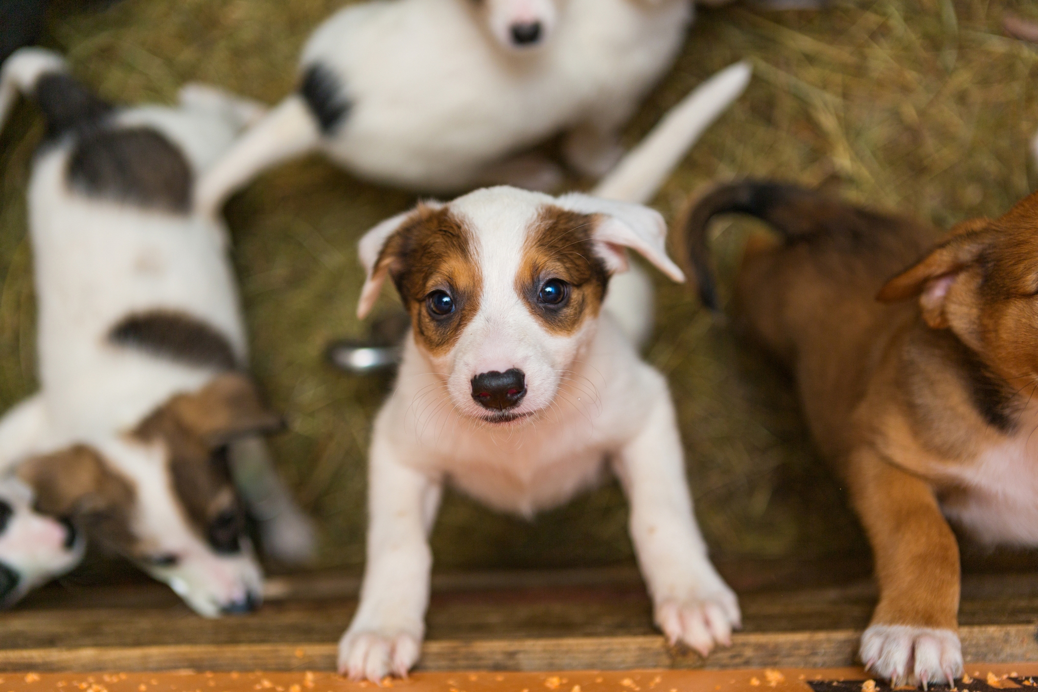 Puppy with brown ears looks up while standing; surrounded by other playful puppies on straw bedding